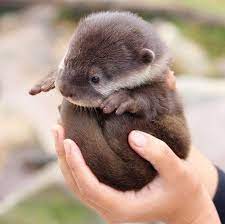 Kulfoto Com Baby Animals Cute Animals Animals