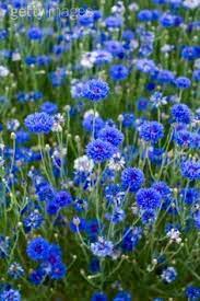 Bachelor S Buttons Cornflower Centaurea Cyanus In A Cultivated Royal Blue Flowers Cornflower Bachelor Buttons