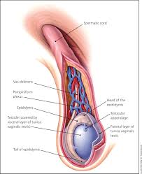 It will often feel hard,. Evaluation Of Scrotal Masses American Family Physician