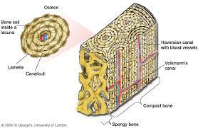Composition Of Bone Bones Types Of Bones Composition