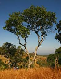 Image result for Pericopsis