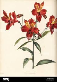 Image result for Alstroemeria pulchella