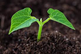 There are a wide variety of beans and peas, and they loosely fall into 2 categories. How To Grow Bush Beans Gardener S Path