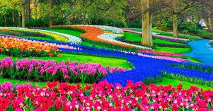 Voglia di un tour dei tulipani in olanda. Amsterdam E La Fioritura Dei Tulipani Dove Vederli A Maggio