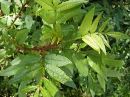Image result for Zanthoxylum sp. A
