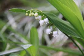 Ajouté par marie le 28/12/2019 pour jouer il faut sélectionner le nombre de pièces du puzzle et cliquer sur jouer pour commencer la partie. Muguet Mai Brin Photo Gratuite Sur Pixabay