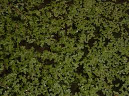 Image result for Lemna aequinoctialis