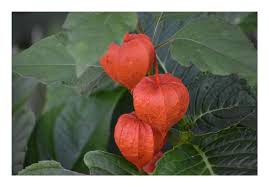 Image result for Schizochilus sulphureus