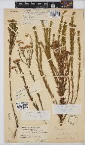 Image result for Nidorella spartioides