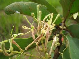 Image result for Erianthemum virescens