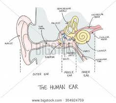 Labeled diagram of the heart showing the aortic valve anatomically located between the left ventricle and aorta. Hand Drawn Vector Photo Free Trial Bigstock