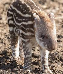 In The United Kingdom At Howletts Wild Animal Park A Baby Brazilian Tapir Is Pictured Looking Adorable Wh Animals Wild Wild Animal Park Wild Animals Pictures