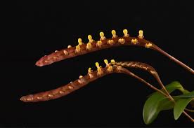 Image result for Bulbophyllum comatum