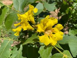 Image result for Markhamia obtusifolia