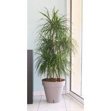 Riviera Pot De Fleurs Loft Avec Reserve D Eau Rond O 50 X H 46 Cm Taupe Achat Vente Jardiniere Bac A Fleur Bac Plastique Jardin Cdiscount Make social videos in an instant: riviera pot de fleurs loft avec reserve d eau rond o 50 x h 46 cm taupe