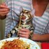 If your cat has had a good amount of salty chips, then it would be for the best to contact a veterinarian as your cat might have consumed a dangerous amount of sodium. Https Encrypted Tbn0 Gstatic Com Images Q Tbn And9gcrrzk2huevj32v08gatvfxsnapy1bdqmbfhgmg7ztcenexohgey Usqp Cau