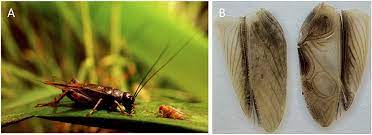 Insect orders important to gardeners. Frontiers When Does Sexual Signal Exploitation Lead To Signal Loss Ecology And Evolution