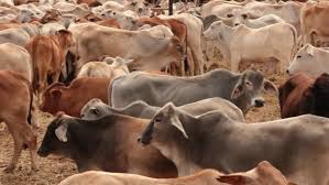Moreno ranches is a top producer of brahman cattle for sale. Brahman Beef Cattle Cow Livestock Stock Footage Video 100 Royalty Free 7439101 Shutterstock