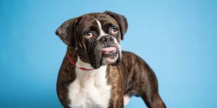 Puppies for adoption and rescue in arizona, az. Adopt A Pet Ludo And More Available In Phoenix Area Shelters