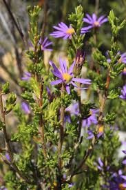 Image result for Felicia filifolia