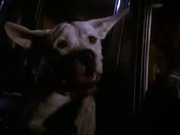 And sassy, a snobby cat) are left. Yarn Homeward Bound The Incredible Journey 1993 Popular Video Clips ç´—