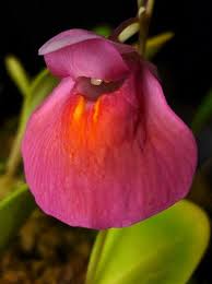 Image result for Utricularia appendiculata