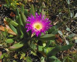 Image result for Carpobrotus