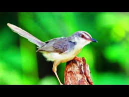 Anakan cici padi coklat.ciri ciri jantan dan betina.jiga perbedaan warna cici padi coklat dengan cici pancingan suara pikat burung prenjak salome , cici padi , prenjak meong. Suara Ciblek Gunung Betina Pikat Mampu Naikan Birahi Mental Cigun Jantan Agar Ce Lagu Mp3 Mp3 Dragon