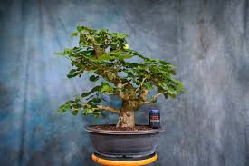 Image result for Hibiscus seineri