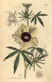 Image result for Hibiscus cannabinus