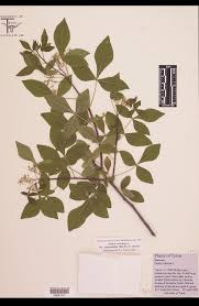 Image result for Rutaceae