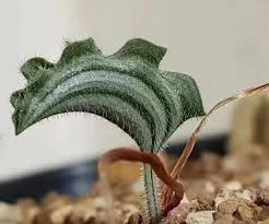 Image result for Eriospermum seineri