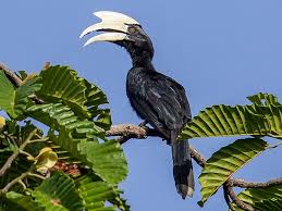 Biasanya paruhnya itu berwarna garang. Black Hornbill Ebird