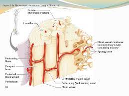 Compact bone diagram osteon compact bone ap pinterest anatomy human anatomy and. T6koewcsftafhm