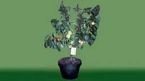 Have you ever heard multiple fruits on one tree? 5 Fruits 1 Plant Check Out The Crazy Fruit Salad Tree Off Grid World