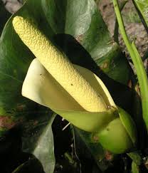 Image result for Montrichardia