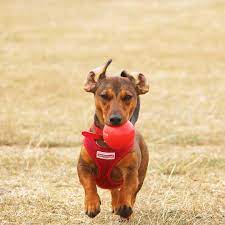 Look At This Little Wrecking Ball Photo By The Excellent Liannedemello Jackshund Sausagedog Fetch Puppy Sausage Dog Instagram Instagram Posts