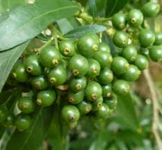 Image result for Pavetta lanceolata