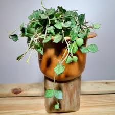 Image result for Monadenium crenatum