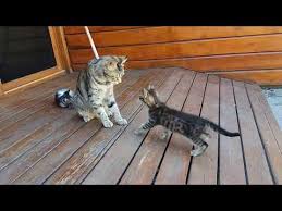 Mama Cats Are There From The Very Beginning From Nursing Their Kittens To Teaching Them How To Play Stay Safe And Develop Their Natura In 2020 Cat Mom Mama Cat Cats