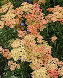 Pin On Gardens Plants