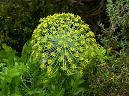 Notobubon galbanum — Wikipédia