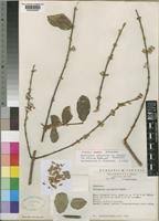 Image result for Tricalysia jasminiflora