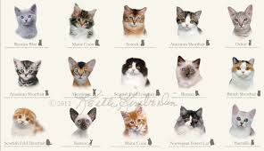 12 Most Popular Domestic Cat Breeds Chart