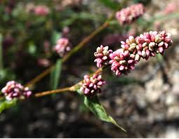 Image result for Persicaria glomerata