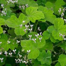 Image result for Pelargonium