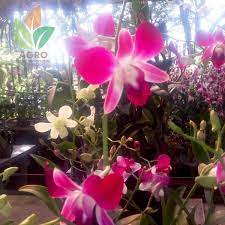 Tanaman yang tumbuh di kawasan tropis biasanya epifit. Jual Tanaman Bunga Anggrek Aneka Warna Agro Bibit Id