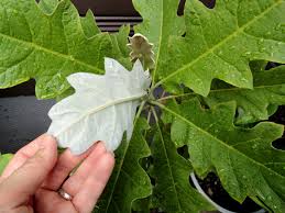 Image result for Bocconia