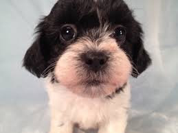 Shih tzu bichon puppies iowa. Black And White Teddy Bear Puppies For Sale By An Iowa Breeder