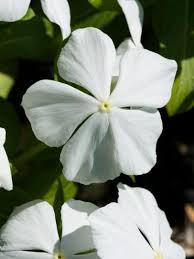 Cut flowers placed in cool temperatures lose less water. 20 Types Of White Flowers For Your Garden Hgtv